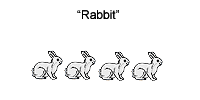 several rabbit stages